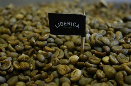 liberica